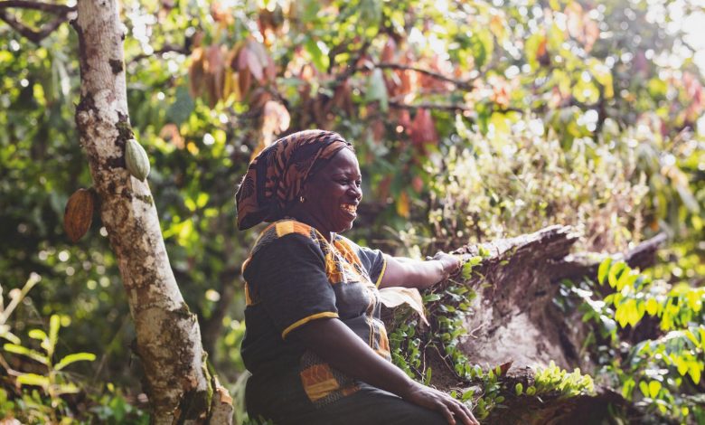 comercio internacional, deforestación, exportaciones, café, cacao, palma aceitera, Unión Europea, Comunidad Andina, reglamentación forestal, sostenibilidad, Comunidad Andina