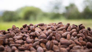 café peruano, cacao peruano, AL-INVEST Verde, Unión Europea, agro peruano, agroexportaciones peruanas, AICO, producción sostenible,